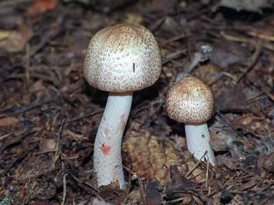 Белый гриб — полезный деликатес.
